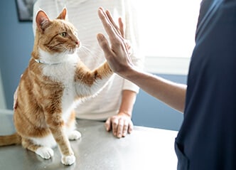 Gato laranja e branco na mesa de exame pressionando a pata na palma aberta do dono em um movimento de “high-five”.