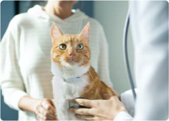 Mulher com um gato branco e laranja conversando com o veterinário.