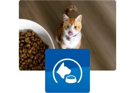 Gato olhando para uma tigela de comida
