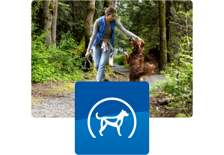 Pai de animal de estimação passeando com cachorro pela floresta