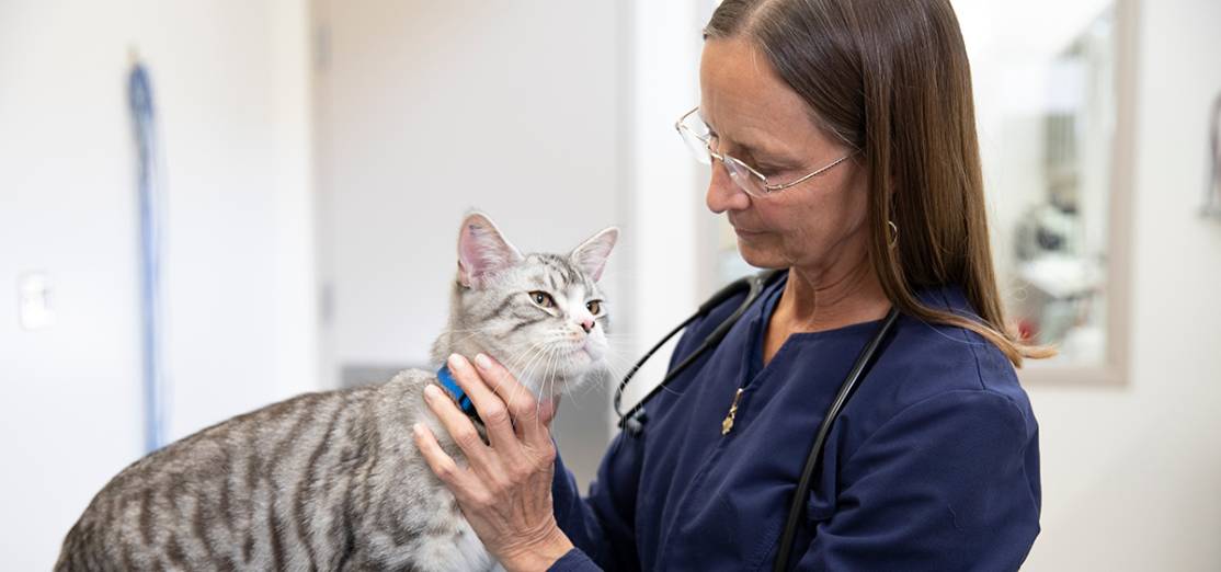 veterinário examina o gato