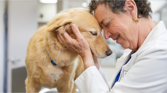 Cão em Clínica Veterinária